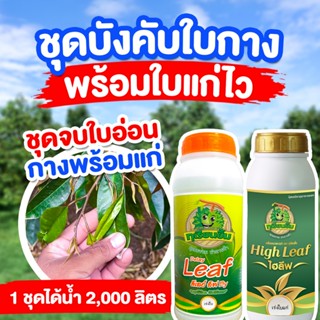 ชุดหยุดใบไหล พร้อมใบแก่ไว