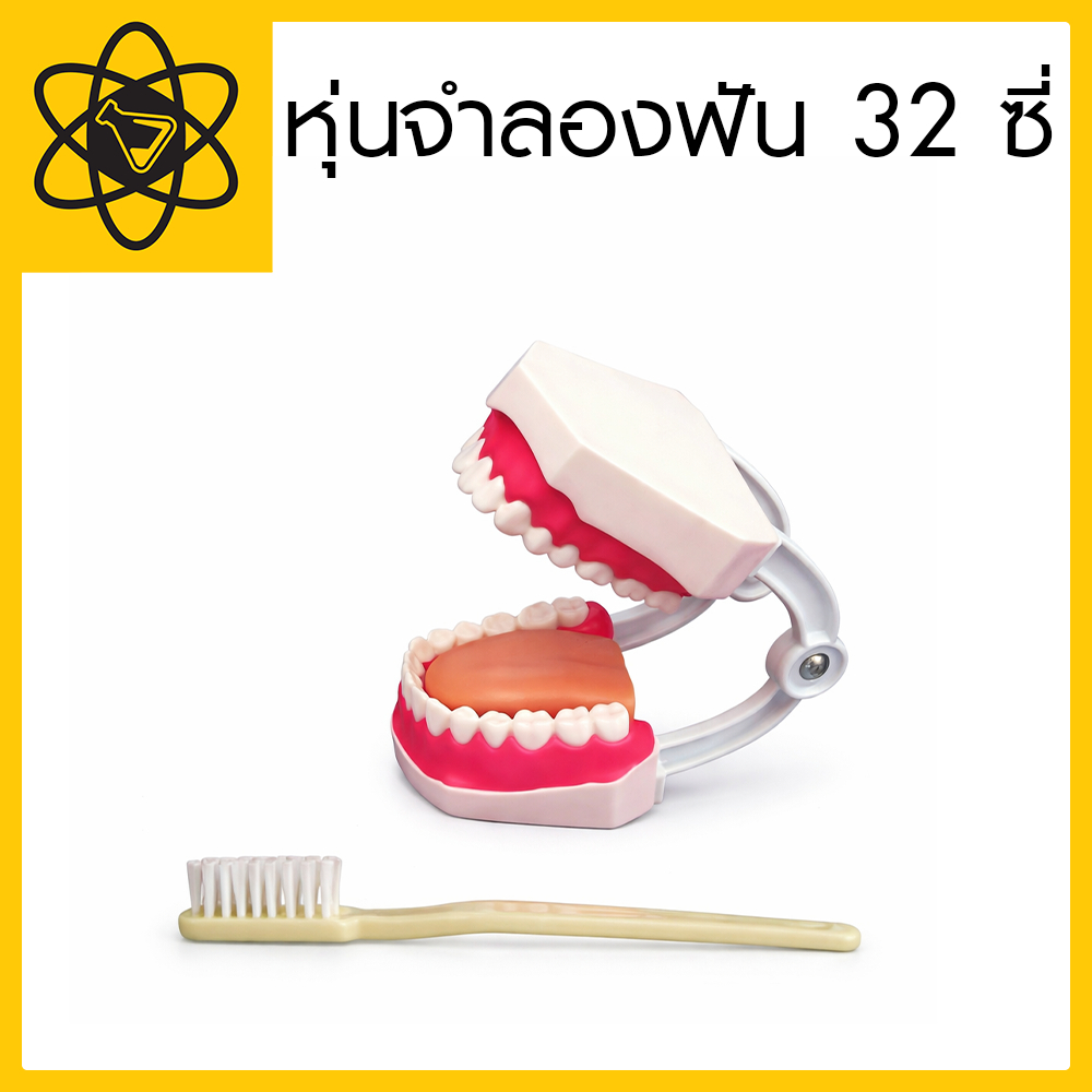 หุ่นจำลองฟัน 32 ซี่ โมเดลหุ่นจำลองวิทยาศาสตร์