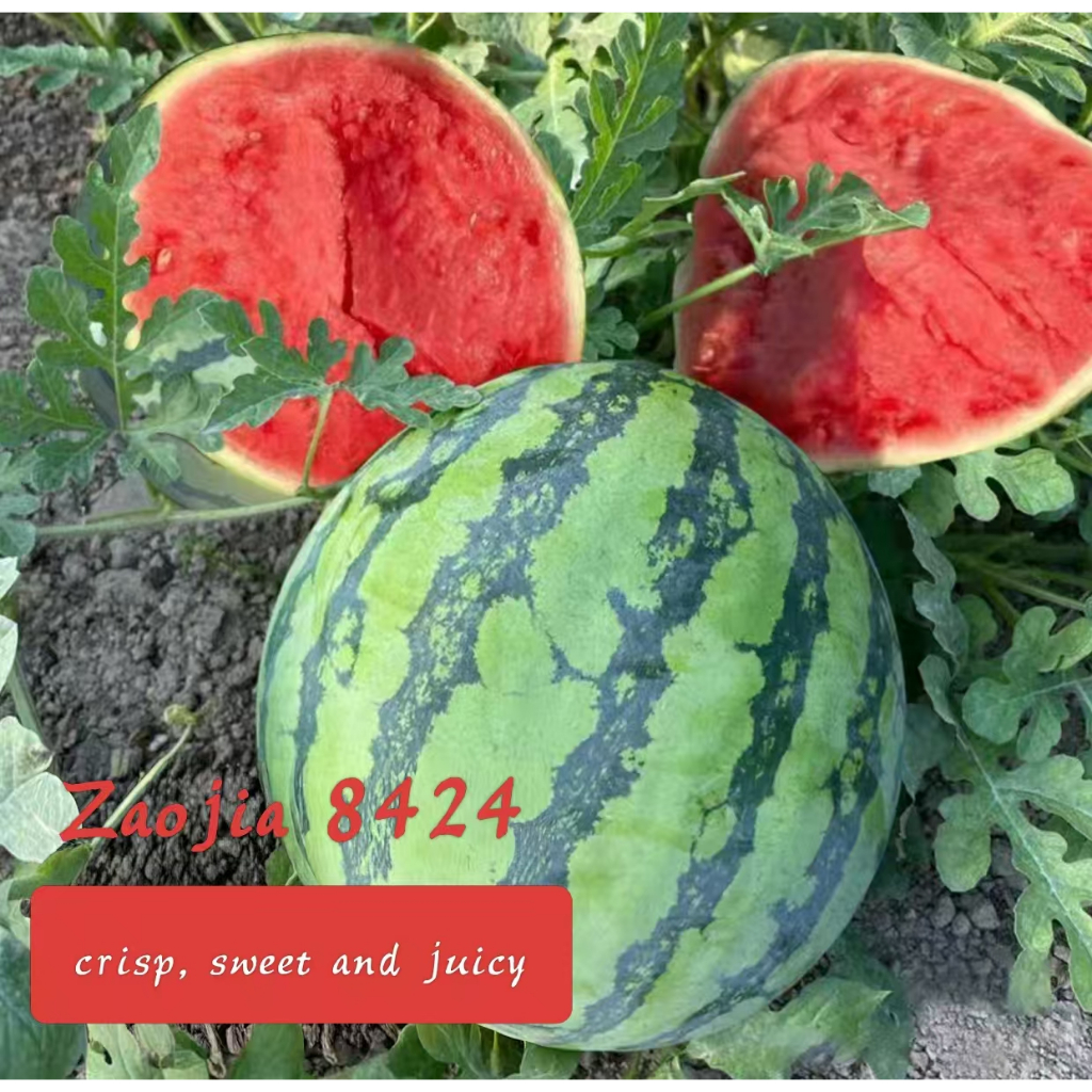Zaojia 8424 Watermelon Seeds Kylin Watermelon Seeds Kylin Watermelon Seeds High Yield Huge Few Seed 