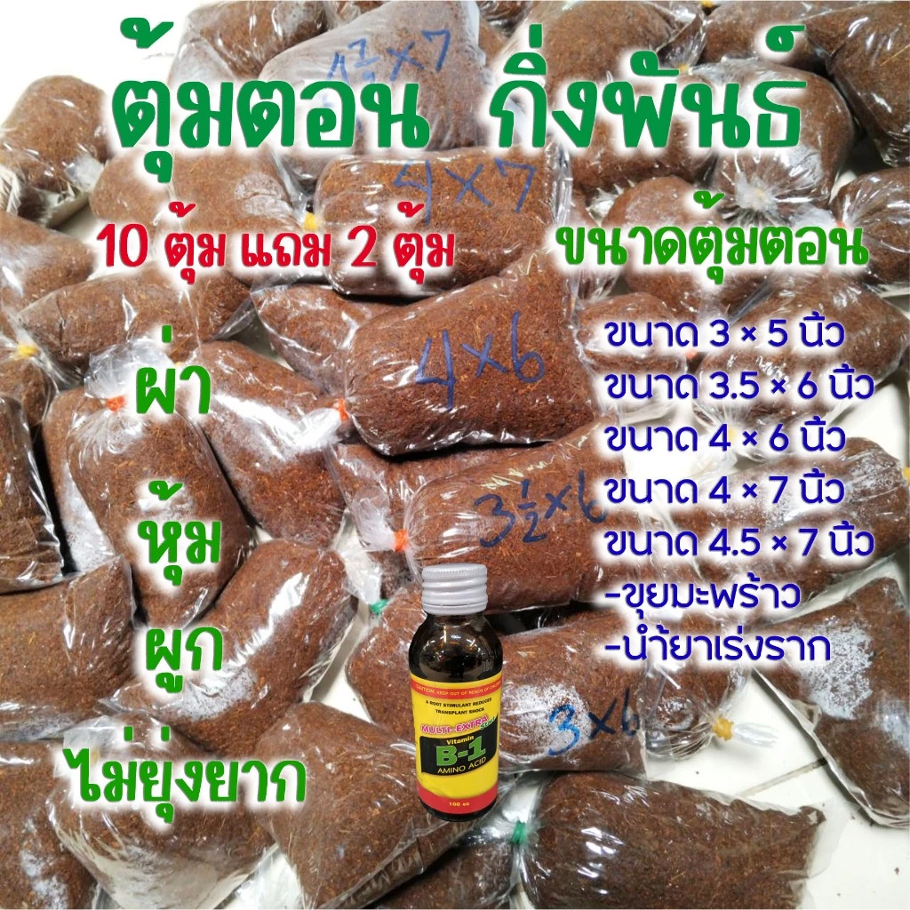 ตุ้มตอน หลายขนาด สั่ง 10 ตุ้ม แถม 2 ตุ้ม ผ่านการแช่น้ำแล้ว กิ่งพันธ์ งอกรากดี ใช้น้ำยาเร่งราก ผ่า หุ้ม ผูก ไม่ยุ่งยาก