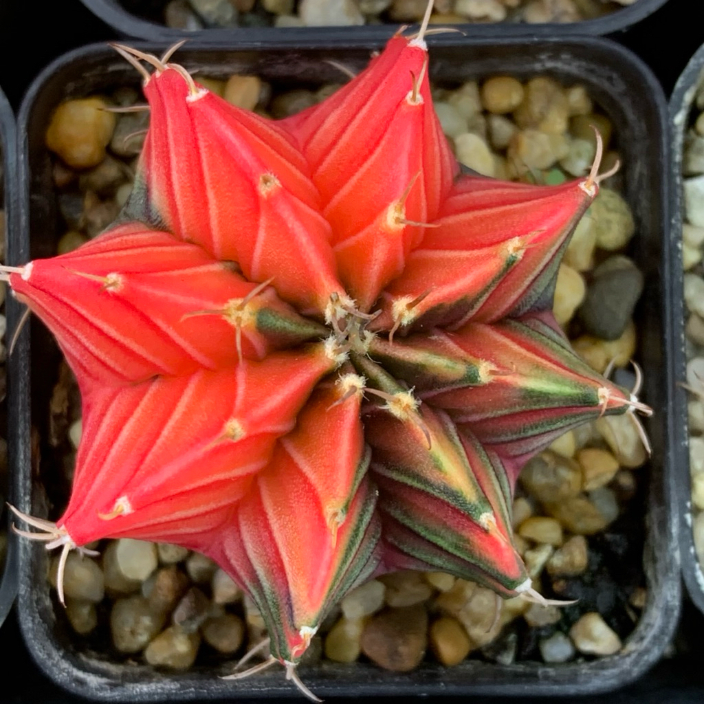 Thumbnail 7