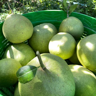 ส้มโอขาวใหญ่อัมพวา - กล่องกลาง