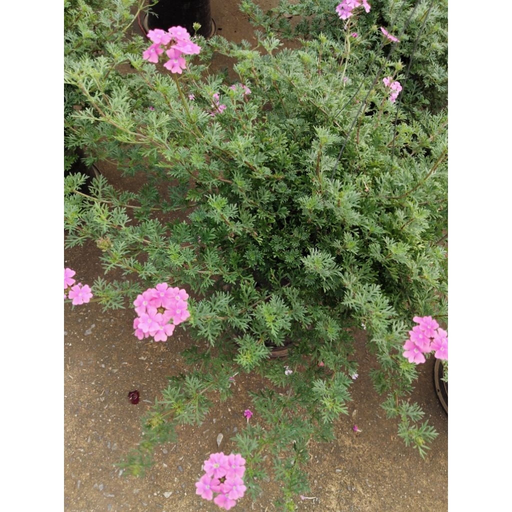 ดอกเวอร์บีน่าเลื้อย Trailing Verbena