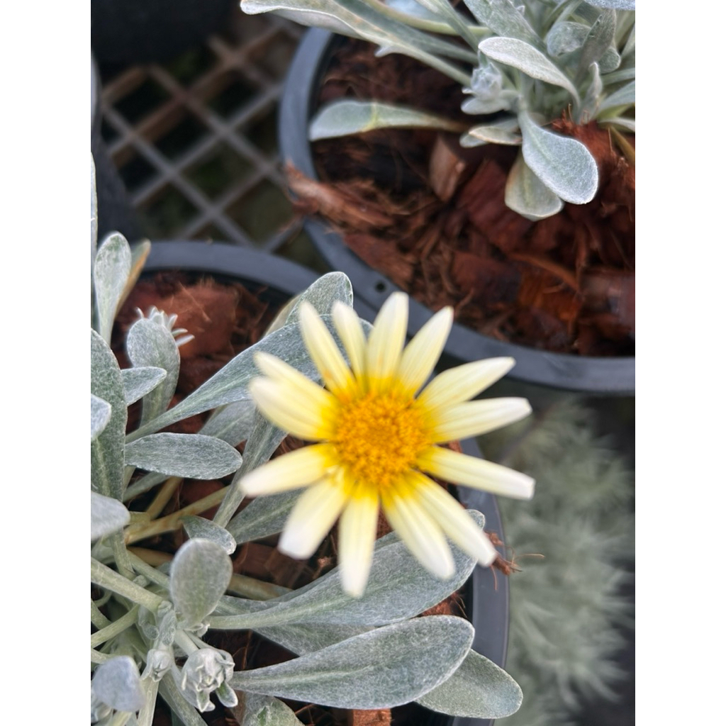ต้นกาซาเนียใบเงินSilverLeafGazania