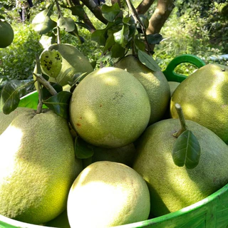 ส้มโอขาวใหญ่ ผิวธรรมชาติ จากสวน Size Jumbo : 1.9 - 2 kg
