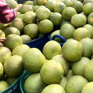 ส้มโอขาวใหญ่ ไซส์ mini 0.5-0.7 kg