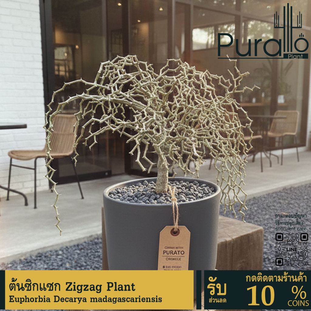 ต้นซิกแซก Zigzag Plant เดคาร์ยา มาดากัสกาเรียนซิส Euphorbia Decarya madagascariensis #Zigza