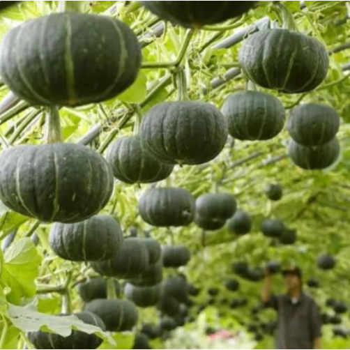 Japanese pumpkin seeds 16 seeds/pack Organic vegetable seeds for planting honey vegetable varieties 