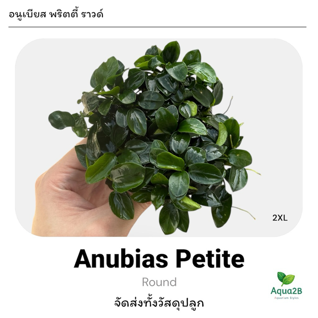 อนูเบียสพริตตี้ Anubias Pettie , Nana Petite Round 🌟 อนูเบียส ต้นไม้น้ำเลี้ยงง่ายทน มีรับประกันตลอดขนส่ง