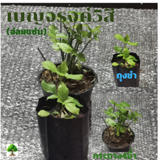 ต้นเบญจรงค์5สี(อ่อมแซ่บ,ตำลึงหวาน)ในถุงชำ/กระถาง4นิ้ว