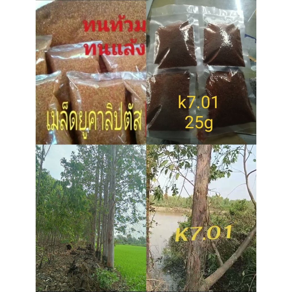 เมล็ดยูคาลิปตัส.   50g.  พันธุ๋. K7 มากกว่า  5000เมล็ด