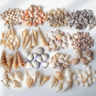 เปลือกหอย เจาะรู 50g เปลือกหอยเจาะรู พร้อมใช้ เปลือกหอยรวม คละลาย DIY งานฝีมือ หอยเจาะ