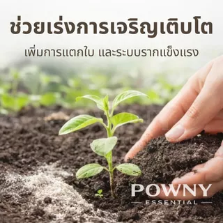 ปูนเปลือกหอย แท้ 100% ฆ่าเชื้อรา แก้ปัญหาใบงอ ใบหยิก รากเน่า เพิ่มแคลเซียม