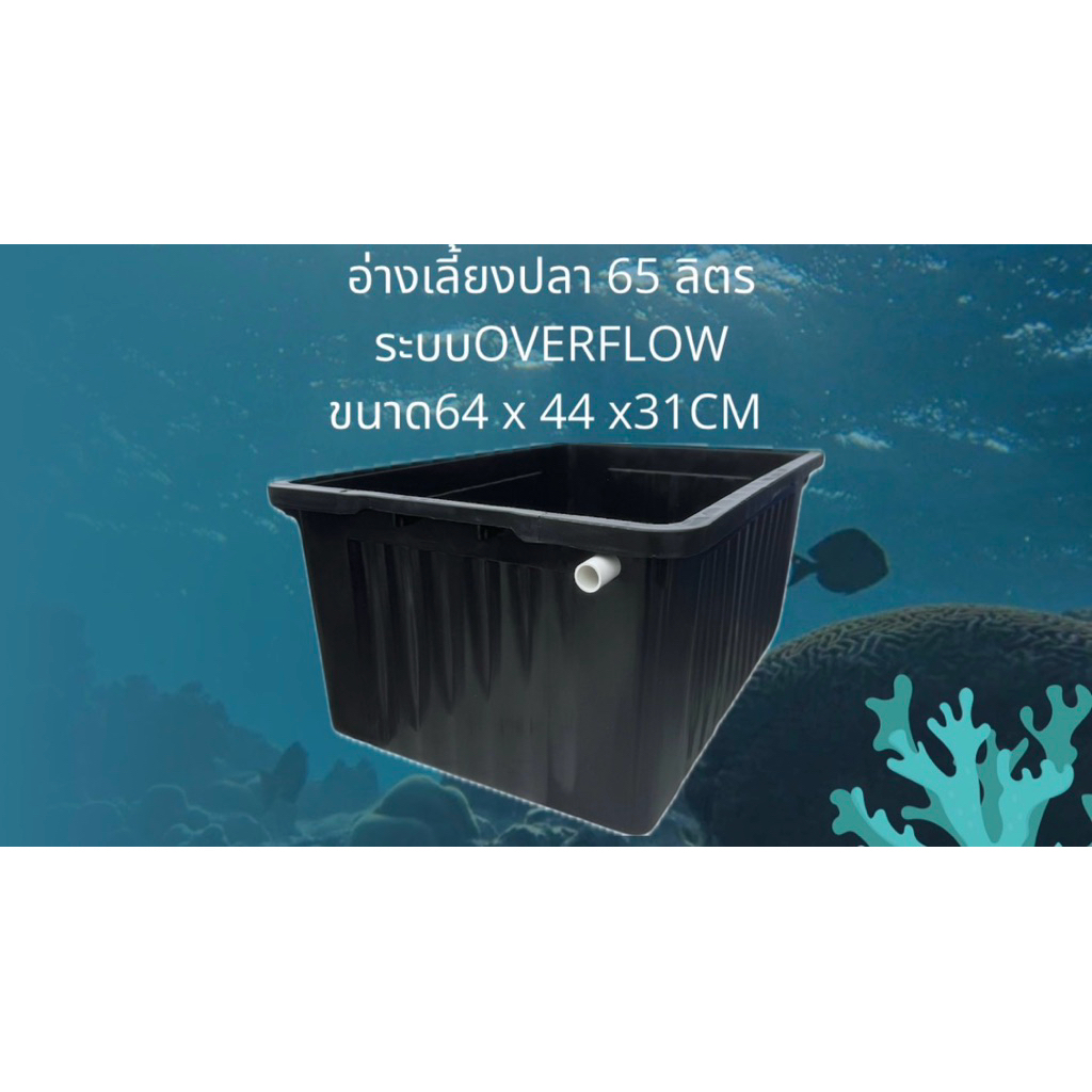 อ่างเลี้ยงปลา 65 ลิตร ระบบoverflow อ่างดำท่อขาว น้ำจะล้นเมื่ออยู่ในระดับท่อ อ่างเลี้ยงปลาหางนกยูง อ่
