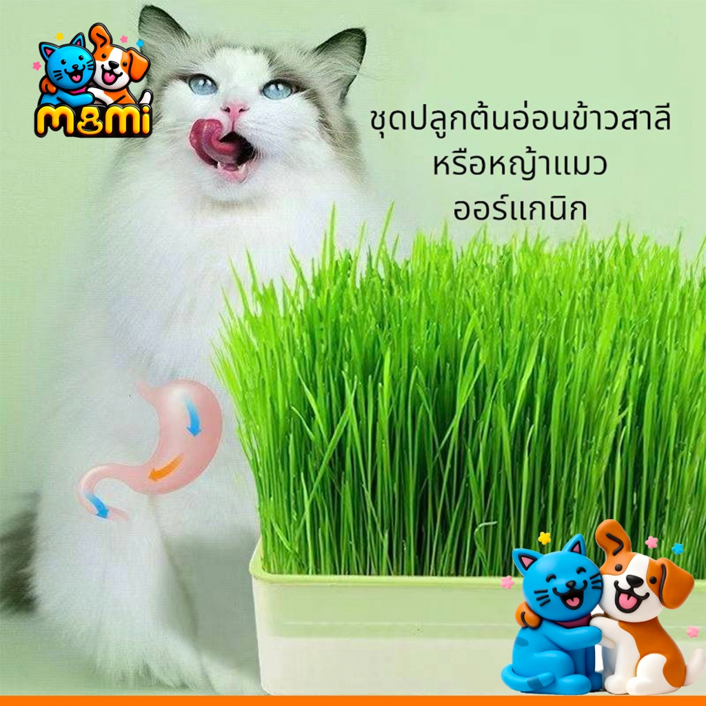 MI ชุดปลูกข้าวสาลีแมว พร้อมเมล็ด ออร์แกนิค ข้าวสาลีแมวต้หญ้าแมว ถาดเพาะต้นอ่อน YC-409