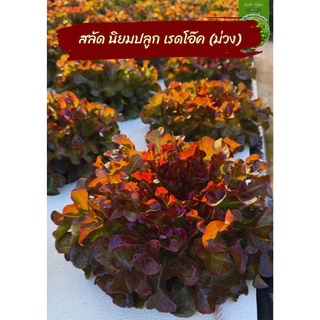 เรดโอ๊ค เมล็ดผัก ตระกูล สีแดง เมล็ดพันธุ์ภายในปี รับประกันอัตราการงอก สายพันธุ์ดี