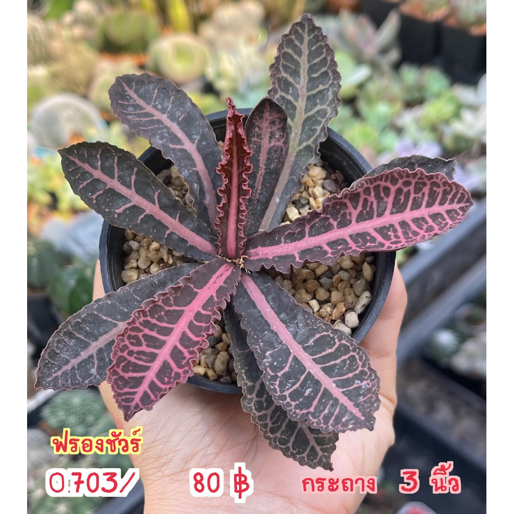 ยูโฟเบีย 🪴Euphorbia ไม้อวบน้ำหลายสายพันธุ์