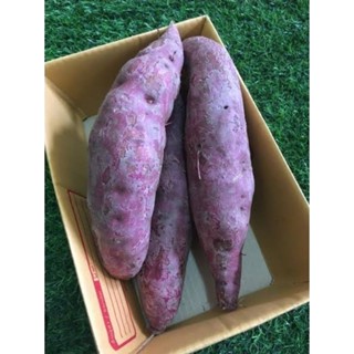 มันม่วงญี่ปุ่น สายพันธุ์โอกินาว่า รสชาติหวานมัน เนื้ิอนุ่มม่…