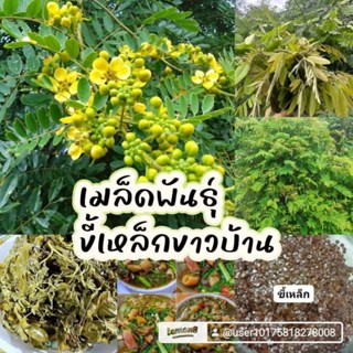 เมล็ดพันธุ์ขี้เหล็กขาว 500 เมล็ด 69 บาทซื้อ 2 แถม 1