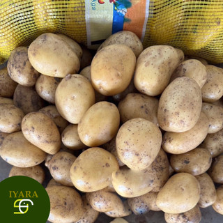 1KG มันฝรั่งนอก มันฝรั่งสด ไซส์B น้ำหนัก1กิโลกรัม