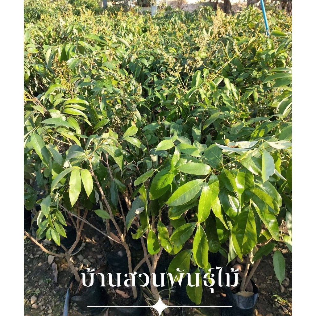 ต้นลิ้นจี่ พันธุ์นครพนม 1 ต้นกิ่งตอน สูง 80-100 ซม.