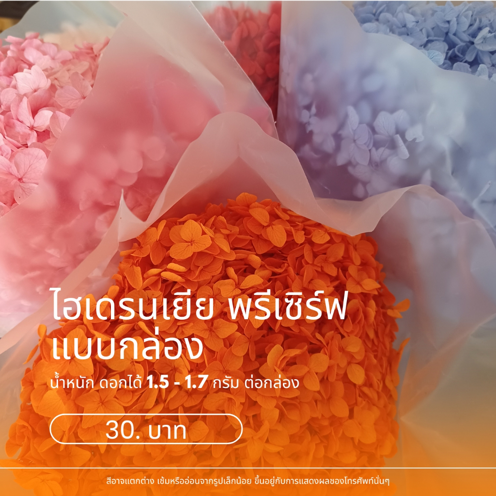 ไฮเดรนเยีย พรีเซิร์ฟ แบบกล่อง น้ำหนักดอกไม้ 1.5-1.7 กรัม ราคา 30 บาท