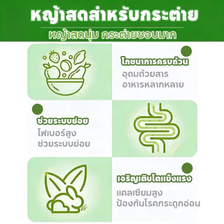 PETLUSCI หญ้ากระต่าย หญ้าอัลฟาฟ่า 1KG พรีเมี่ยม ใบล้วน อบลมร้อน ไม่สับ ไร้ฝุ่น กระรอก สำหรับ กระต่าย