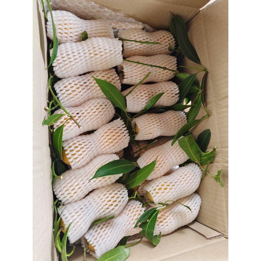 มะปรางหวาน บ้านแลง ระยอง✅เบอร์ผิวลาย✅ (ไม่มีผลต่อเนื้อข้างใน)ส่งตรงจากชาวสวน ขนาด1 กก. - รูปที่ 3