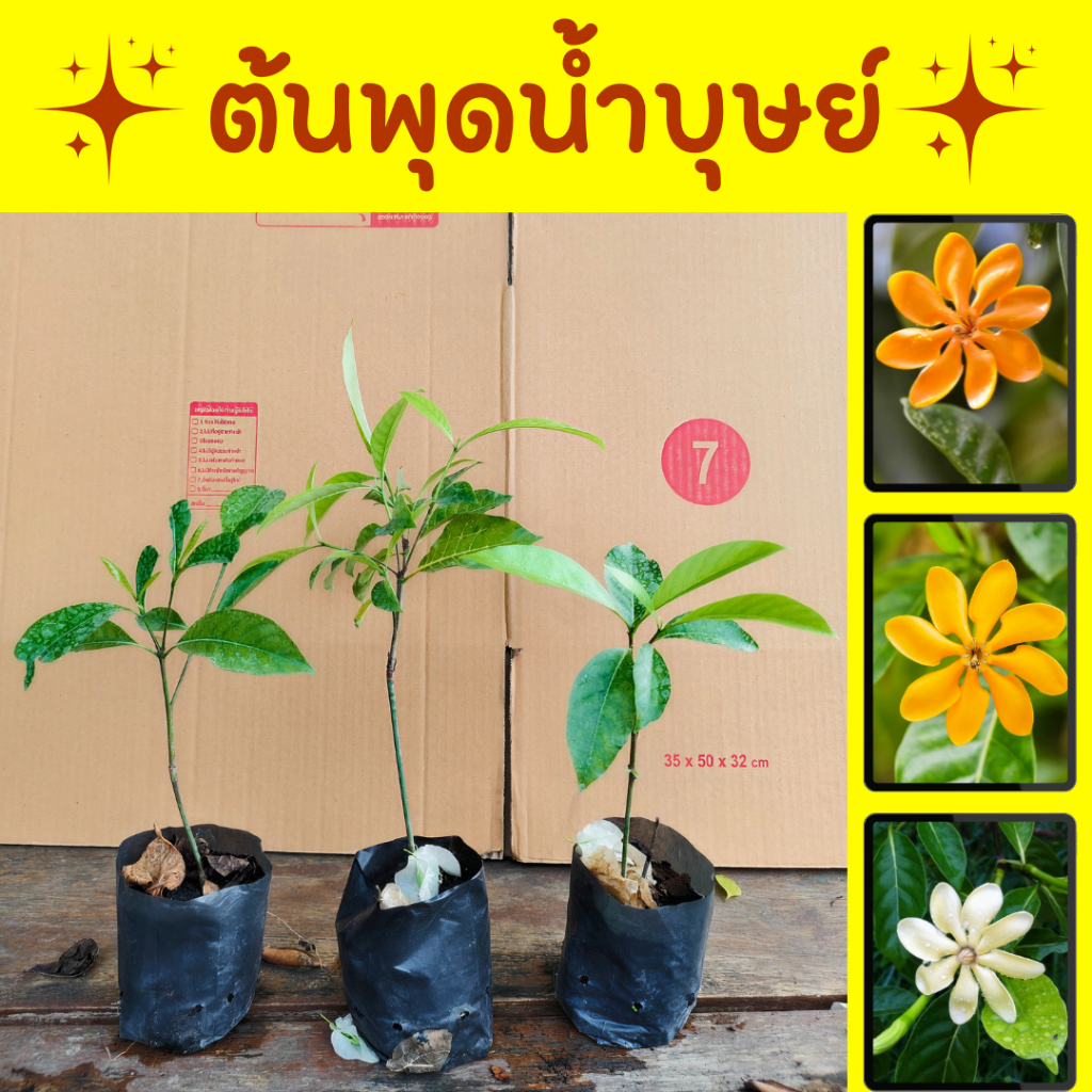 ต้นพุดน้ำบุษย์ ถุงชำ4นิ้ว ดอกกลิ่นหอมมาก ออกตลอดทั้งปี ทนแล้งเลี้ยงง่าย