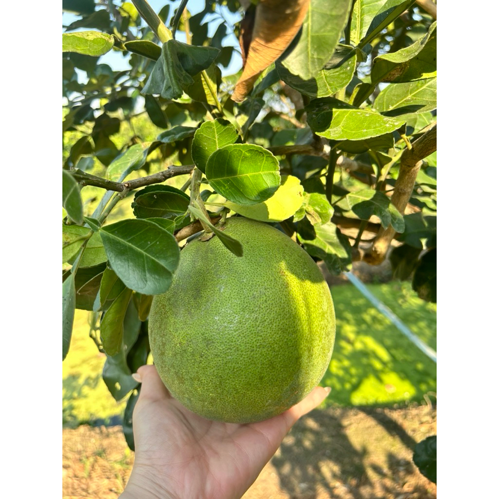 รูปภาพ 6