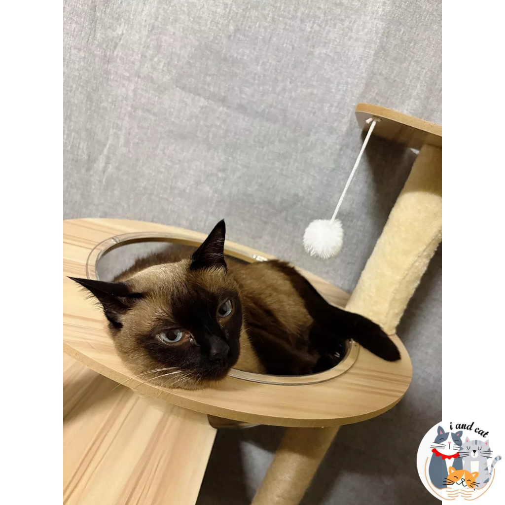 คอนโดแมว ที่นอนแมว บ้านแมว หลุมแมว ที่ฝนเล็บแมว ของเล่นแมว คอนโดแมวไม้ ที่ลับเล็บแมว ของใช้แมว รูปที่ 5