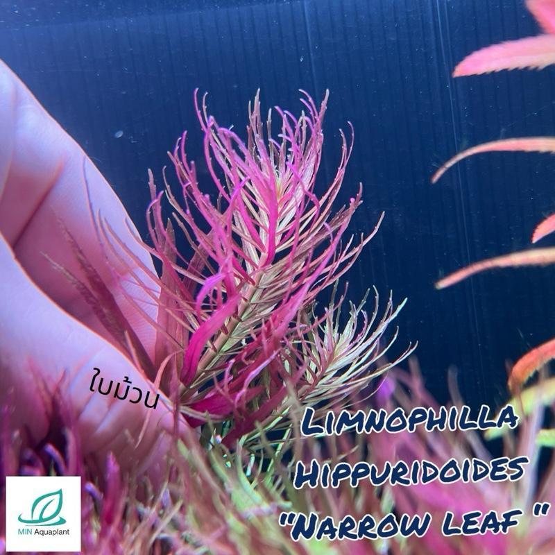 [MIN] Limnophilla hippuridoides narrow leaf 4 free 1 กิ่งต่อชุด ไม้น้ำ สีม่วงแดง หลังตู้ ใบฝอยละเอียดโตช้าปานกลาง