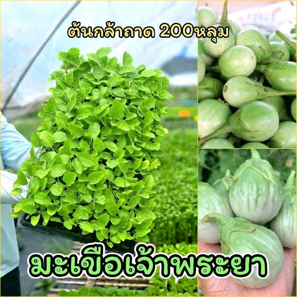 ต้นกล้ามะเขือเปราะ เจ้าพระยา จำนวน100และ200ต้น พร้อมปลูก แข็งแรง รากแน่น ต้นกล้ามะเขือเจ้าพระยา