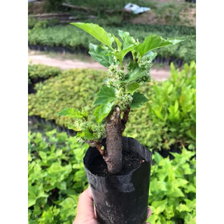 ต้นมัลเบอรี่หรือหม่อนดำตุรกีลูกใหญ่ซื้อ1แถม1