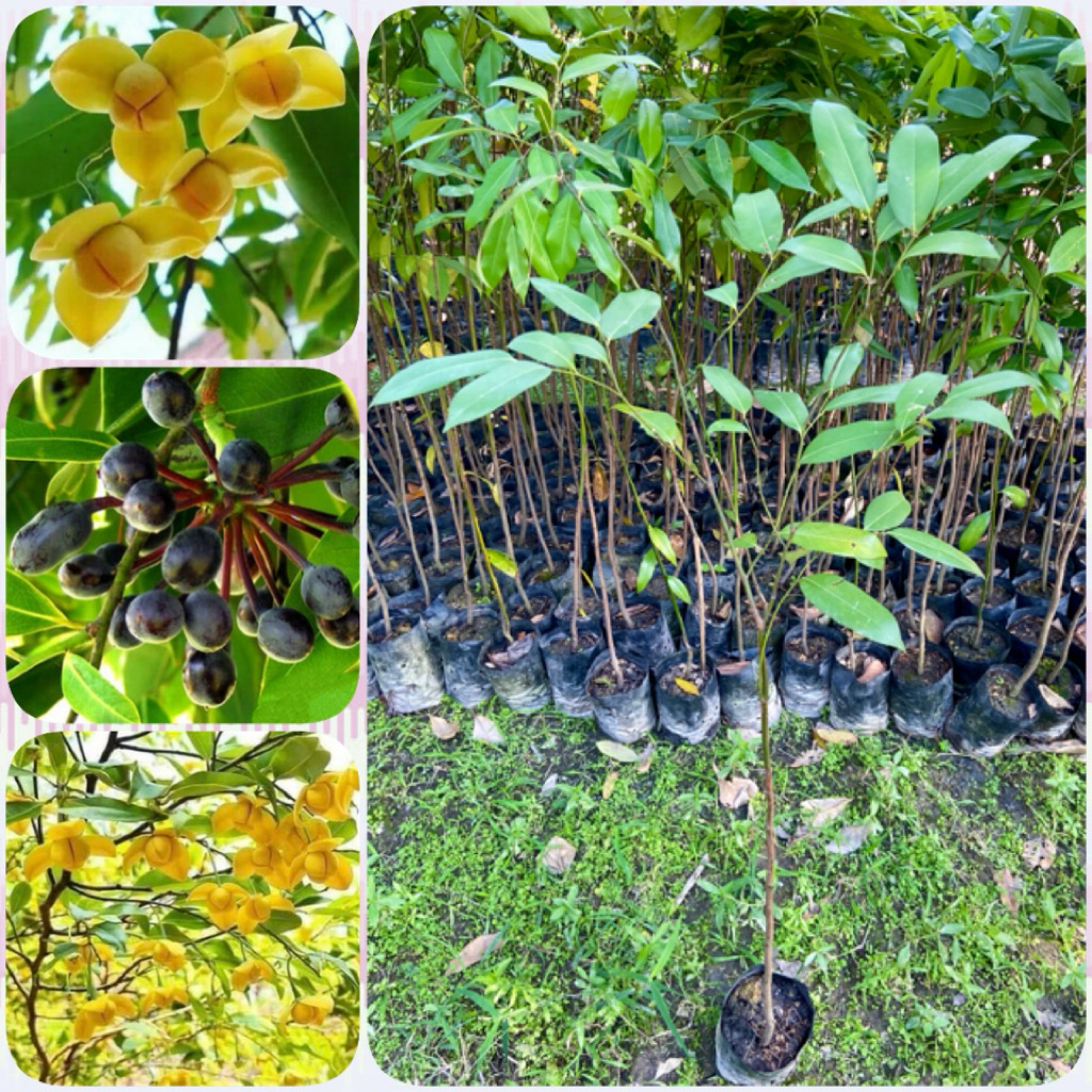 ต้นลำดวน ( สูง 70-90cm) ไม้ดอกหอม ผลไม้ป่า รสหวานอมเปรี้ยว มากสรรพคุณ ต้นแข็งแรง พร้อมปลูก
