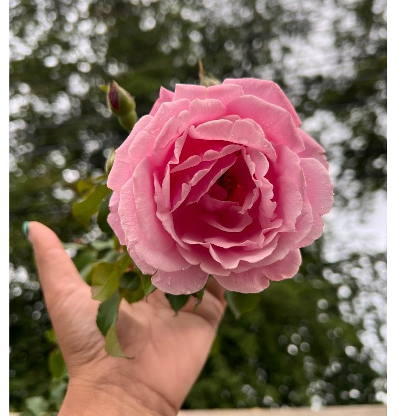 ปุ๋ยบำรุงกุหลาบสูตรดอกใหญ่ 12-12-17+TE บำรุงครบทุกส่วน ราก ต้น ใบ ดอก มีธาตุอาหารรวม 7 ชนิด นวัตกรรมการผลิตจากญี่ปุ่น - รูปที่ 3