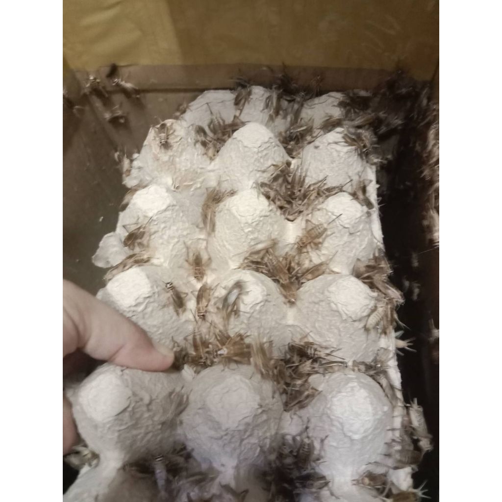 สะดิ้งไม่อบ✨ส่งด่วน-ส่งทันที✨ อาหารสัตว์เลี้ยง มีหลายขนาด