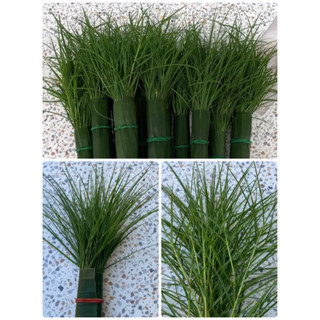 ☘️พร้อมส่ง หญ้าแพรก บูชาพระพิฆเนศวร