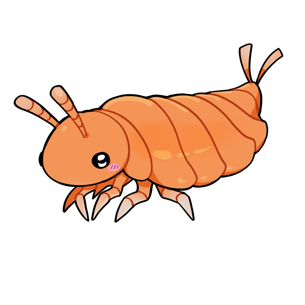 Springtail ส้ม ไม่โดด | terrarium cleaner +ส่งพิเศษด้วยถุงโฟมเย็นช่วงหน้าร้อน