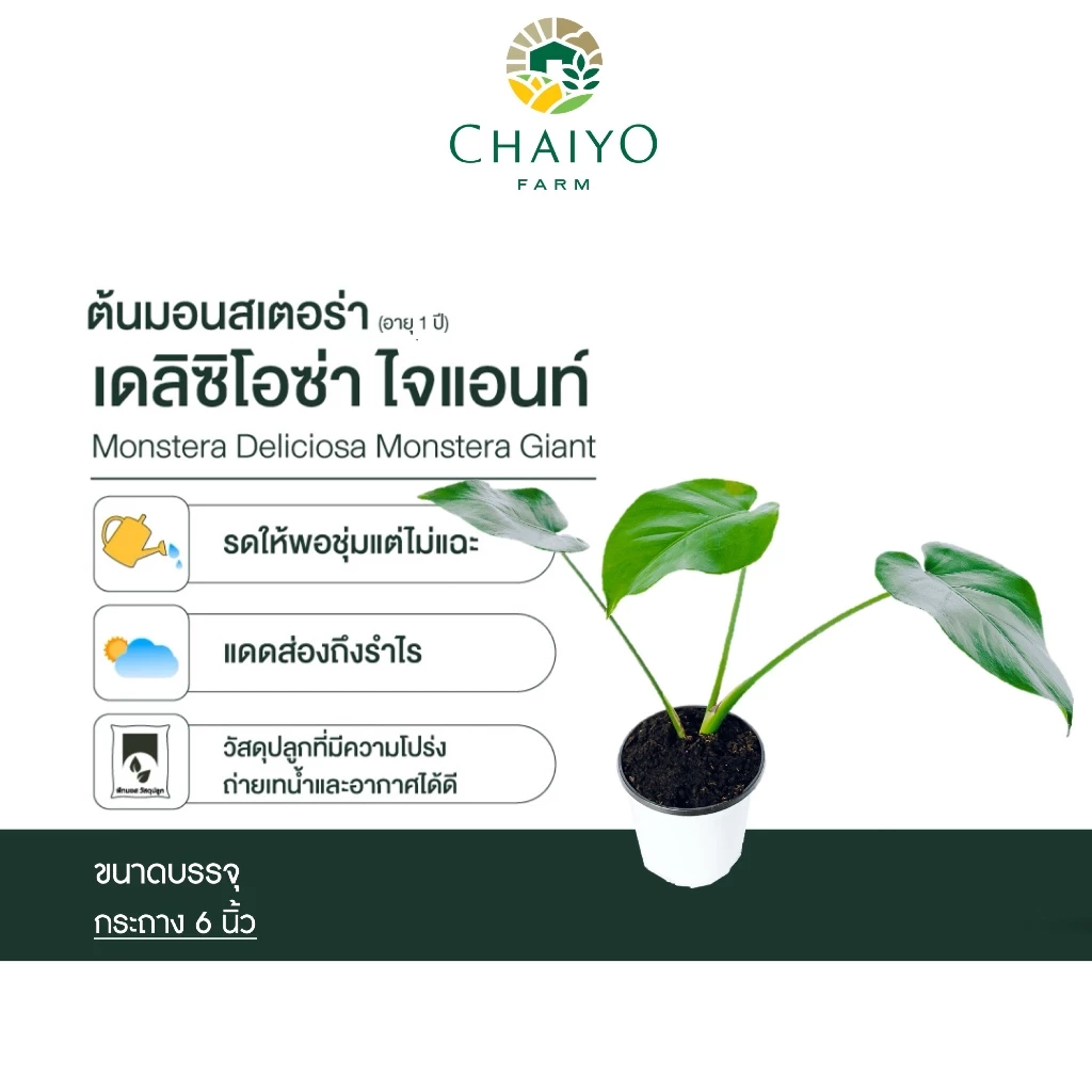 ต้นมอนสเตอร่า เดลิซิโอซ่า ไจแอนท์ (Monstera Deliciosa Monstera Giant) อายุ 2-3 ปี