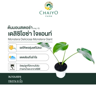 ต้นมอนสเตอร่า เดลิซิโอซ่า ไจแอนท์ (Monstera Deliciosa Monstera Giant) อายุ 2-3 ปี