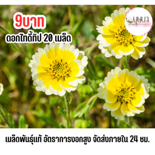 เมล็ดดอกไทดี้ทิป 9 บาท 20เมล็ด