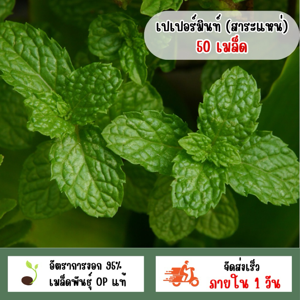 เปเปอร์มิ้นท์หรือสะระแหน่ 50 เมล็ด