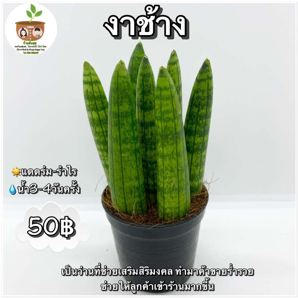 ต้นงาช้าง จัดส่ง 2 ขึ้นไป คละแบบได้ ต้นไม้มงคลจิ๋ว