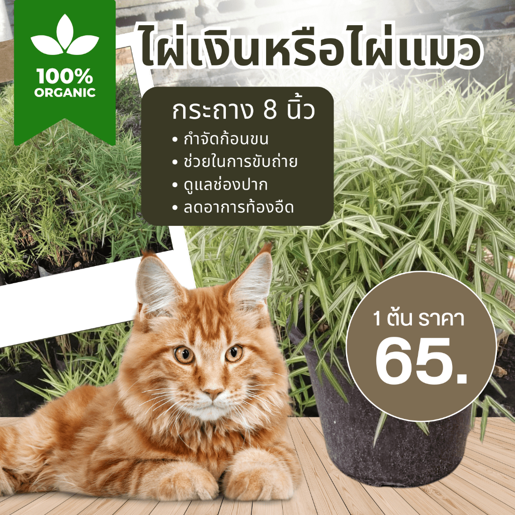 ไผ่แมวออร์แกนิก (Home-grown) 🌱 สดจากแปลง ปลอดสารเคมี 100% กระถาง 8 นิ้ว