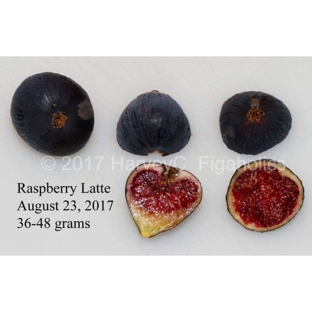 มะเดื่อฝรั่งสายพันธุ์ ราสเบอรี่ ราเต้ (Raspberry Latte Fig) เลี้ยงฝน100%แดด100% - รูปที่ 2