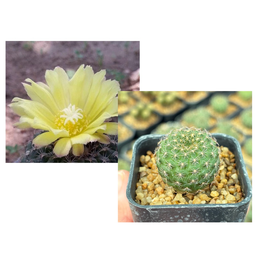 เฟรเลีย ไซลินเกียน่า (Frailea schilinzkyana) ขนาดกระถาง  2 นิ้ว ภาพสุดท้ายเป็นตัวอย่างดอก