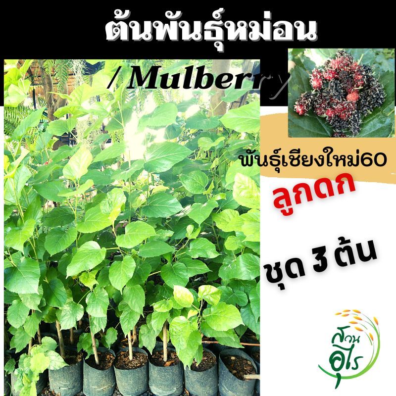 ต้นพันธุ์หม่อนลูกดก ชุด 3ต้น มัลเบอรี่ พันธุ์เชียงใหม่60 ต้นหม่อน มัลเบอรี่ กิ่งหม่อน Mulberry จัดสวน สมุนไพร ต้นไม้ ใบห