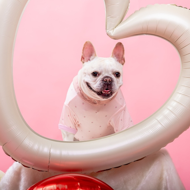 💗 Favchild Poppy Love Pet Bodysuit | Valentine’s Collection