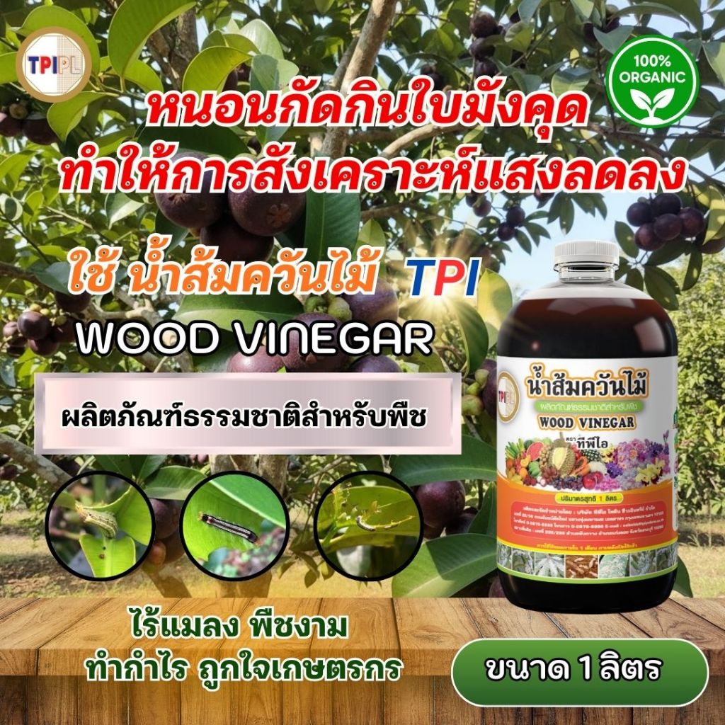 หนอนกัดกินใบมังคุด ทำให้การสังเคราะห์แสงลดลง ฉีดน้ำส้มควันไม้เพื่อลดการเข้าทำลาย น้ำส้มควันไม้ TPI